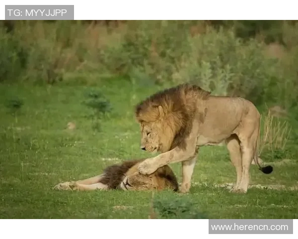 狮子足球明星的传奇故事与辉煌成就揭秘